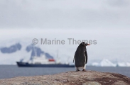 Gentoo Penguin (Pygoscelis papua) Gentoo Penguin (Pygoscelis papua)