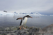 Gentoo Penguin (Pygoscelis papua) Gentoo Penguin (Pygoscelis papua)