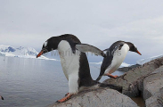 Gentoo Penguins (Pygoscelis papua) Gentoo Penguins (Pygoscelis papua)