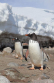 Gentoo Penguins (Pygoscelis papua)