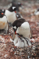 Gentoo Penguin (Pygoscelis papua) Gentoo Penguin (Pygoscelis papua)