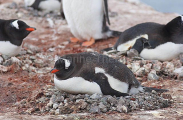 Gentoo Penguins (Pygoscelis papua)