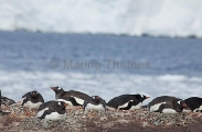 Gentoo Penguin (Pygoscelis papua) Gentoo Penguin (Pygoscelis papua)