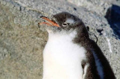 Gentoo Penguin (Pygoscelis papua) Gentoo Penguin (Pygoscelis papua)