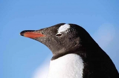Gentoo Penguin (Pygoscelis papua) Gentoo Penguin (Pygoscelis papua)