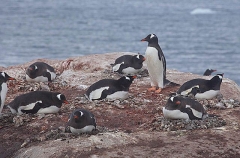 Gentoo Penguins (Pygoscelis papua) Gentoo Penguins (Pygoscelis papua)
