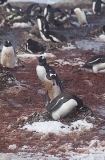 Gentoo Penguins (Pygoscelis papua) Gentoo Penguins (Pygoscelis papua)