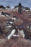 Gentoo Penguins (Pygoscelis papua) Gentoo Penguins (Pygoscelis papua)