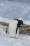 Gentoo Penguin (Pygoscelis papua) Gentoo Penguin (Pygoscelis papua)