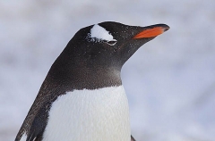 Gentoo Penguin (Pygoscelis papua) Gentoo Penguin (Pygoscelis papua)