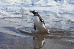Gentoo Penguin (Pygoscelis papua) Gentoo Penguin (Pygoscelis papua)