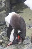 Gentoo Penguin (Pygoscelis papua) Gentoo Penguin (Pygoscelis papua)