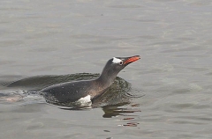 Gentoo Penguin (Pygoscelis papua) Gentoo Penguin (Pygoscelis papua)