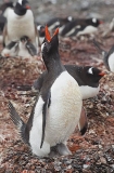 Gentoo Penguin (Pygoscelis papua) Gentoo Penguin (Pygoscelis papua)