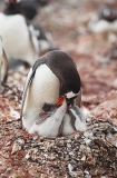 Gentoo Penguin (Pygoscelis papua) Gentoo Penguin (Pygoscelis papua)