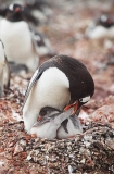 Gentoo Penguin (Pygoscelis papua) Gentoo Penguin (Pygoscelis papua)
