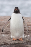 Gentoo Penguin (Pygoscelis papua) Gentoo Penguin (Pygoscelis papua)