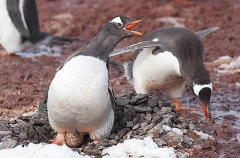 Gentoo Penguin (Pygoscelis papua) Gentoo Penguin (Pygoscelis papua)