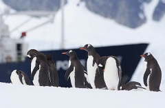 Gentoo Penguins (Pygoscelis papua) Gentoo Penguins (Pygoscelis papua)