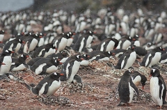 Gentoo Penguin (Pygoscelis papua) Gentoo Penguin (Pygoscelis papua)