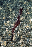Ghost Pipefish (Solenostomus cyanopterus) Ghost Pipefish (Solenostomus cyanopterus)