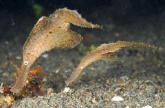 Ghost Pipefish (Solenostomus cyanopterus) Ghost Pipefish (Solenostomus cyanopterus)