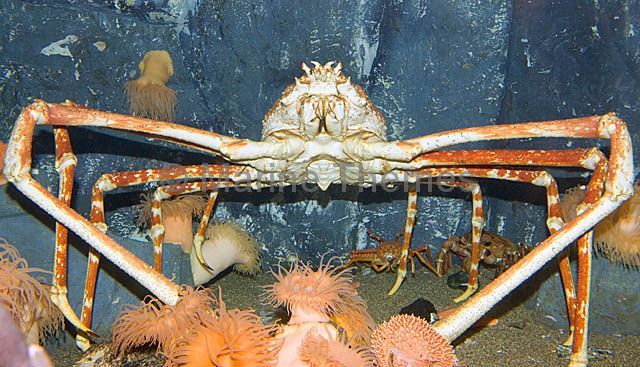 deep sea giant spider crab