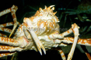 Giant Spider Crab (Macrocheira kaempferi) Giant Spider Crab (Macrocheira kaempferi)