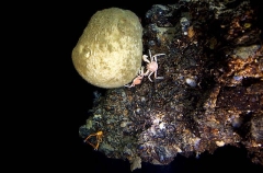 Stone Crabs (Encephaloides armstrongi) Stone Crabs (Encephaloides armstrongi)
