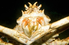 Giant Spider Crab (Macrocheira kaempferi) Giant Spider Crab (Macrocheira kaempferi)