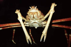 Red King Crab (Paralithodes camtschaticus)