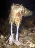Giant Cuttlefish (Sepia apama)