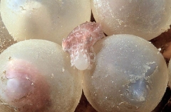 Australian Giant Cuttlefish (Sepia apama) Australian Giant Cuttlefish (Sepia apama)