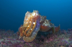 Giant Cuttlefish (Sepia apama) Giant Cuttlefish (Sepia apama)