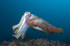Giant Cuttlefish (Sepia apama) Giant Cuttlefish (Sepia apama)
