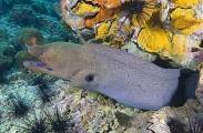 Giant Moray (Gymnothorax javanicus) Giant Moray (Gymnothorax javanicus)