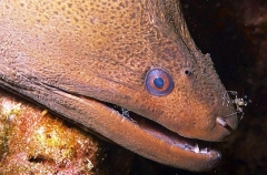 Giant Moray (Gymnothorax javanicus) Giant Moray (Gymnothorax javanicus)