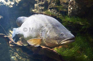 Murray Cod (Maccullochella peelii) Murray Cod (Maccullochella peelii)