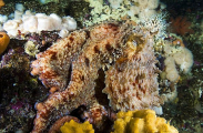 Giant North Pacific Octopus (Enteroctopus dofleini) Giant North Pacific Octopus (Enteroctopus dofleini)