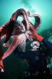 Giant Pacific Octopus (Enteroctopus dofleini)
