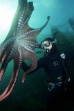 Giant Pacific Octopus (Enteroctopus dofleini)