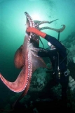 Giant Pacific Octopus (Enteroctopus dofleini)
