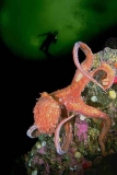 Giant Pacific Octopus (Enteroctopus dofleini) Giant Pacific Octopus (Enteroctopus dofleini)