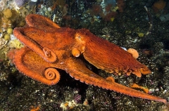 Giant North Pacific Octopus (Enteroctopus dofleini) Giant North Pacific Octopus (Enteroctopus dofleini)