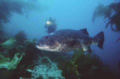 Giant Sea Bass (Stereolepis gigas)