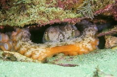 Gloomy Octopus (Octopus tetricus) Gloomy Octopus (Octopus tetricus)