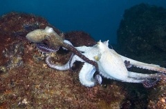 Gloomy Octopus (Octopus tetricus) Gloomy Octopus (Octopus tetricus)