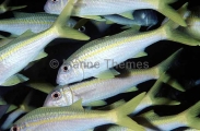 Yellowfin Goatfish (Mulloides vanicolensis) Yellowfin Goatfish (Mulloides vanicolensis)