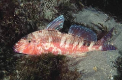 Blue-spotted Goatfish (Upeneichthys vlamingii)
