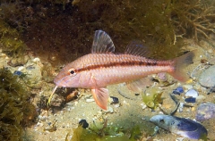 Blue-spotted Goatfish (Upeneichthys vlamingii) Blue-spotted Goatfish (Upeneichthys vlamingii)